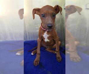 Mutt Dogs for adoption in San Antonio, TX, USA