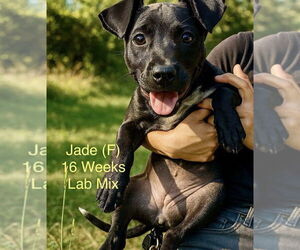 Labrador Retriever-Unknown Mix Dogs for adoption in pomfret, CT, USA