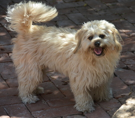 Shih Apso Dogs for adoption in Marina Del Rey, CA, USA