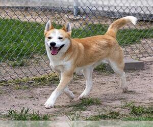 Labsky Dogs for adoption in Conroe, TX, USA