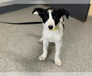 Border Collie-Unknown Mix Dogs for adoption in Visalia, CA, USA