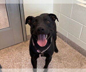 American Pit Bull Terrier-Labrador Retriever Mix Dogs for adoption in Pueblo, CO, USA