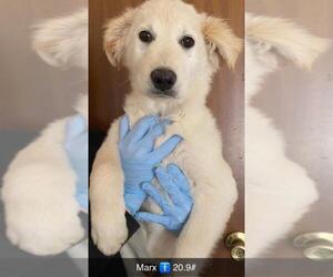 Great Pyrenees Dogs for adoption in New York, NY, USA
