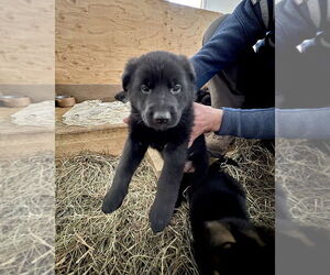 German Shepherd Dog Dogs for adoption in Brewster, NY, USA