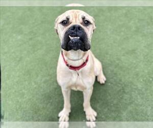 Boxer-Unknown Mix Dogs for adoption in Martinez, CA, USA