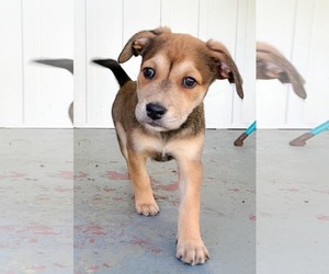 Mutt Dogs for adoption in Holly Springs, NC, USA