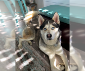 Huskies -Unknown Mix Dogs for adoption in San Francisco, CA, USA