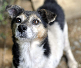 Jack Russell Terrier-Unknown Mix Dogs for adoption in Siler City, NC, USA
