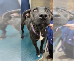 Labrador Retriever-Unknown Mix Dogs for adoption in Mobile, AL, USA