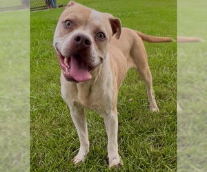 Mutt Dogs for adoption in Grovetown, GA, USA