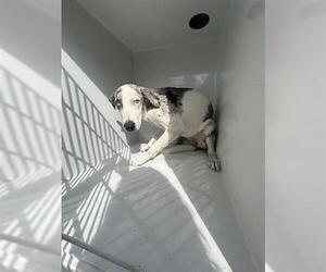 Catahoula Leopard Dog-Unknown Mix Dogs for adoption in Houston, TX, USA