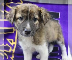 Mutt Dogs for adoption in Thief River Falls, MN, USA
