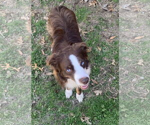 Australian Shepherd Dogs for adoption in Winter Park, CO, USA