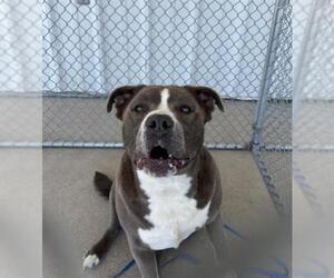 American Pit Bull Terrier-Unknown Mix Dogs for adoption in Bakersfield, CA, USA