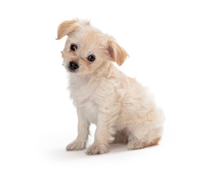 Malchi Dogs for adoption in phoenix, AZ, USA