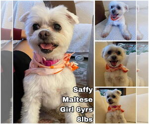 Maltese Dogs for adoption in Seattle, WA, USA