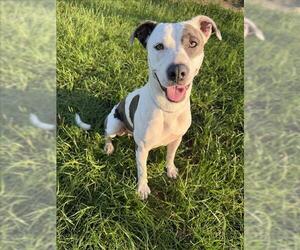 Mutt Dogs for adoption in Conroe, TX, USA