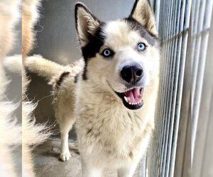 Siberian Husky Dogs for adoption in San Bernardino, CA, USA