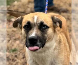 Labrador Retriever-Unknown Mix Dogs for adoption in Yardley, PA, USA
