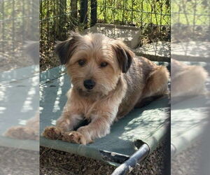 Mutt Dogs for adoption in Mukwonago, WI, USA