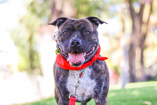 Mutt Dogs for adoption in Fullerton, CA, USA
