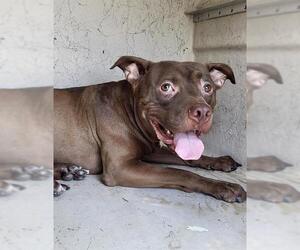 American Staffordshire Terrier-Unknown Mix Dogs for adoption in San Antonio, TX, USA