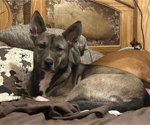 Siberian Husky-Unknown Mix Dogs for adoption in Rockwall, TX, USA