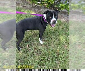 American Pit Bull Terrier Dogs for adoption in West Palm Beach, FL, USA