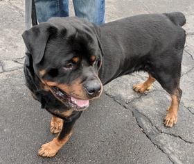 Rottweiler Dogs for adoption in Northville, MI, USA