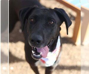Great Dane-Labrador Retriever Mix Dogs for adoption in Bullard, TX, USA