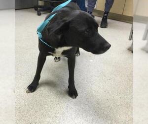 Labrador Retriever-Unknown Mix Dogs for adoption in Riverside, CA, USA