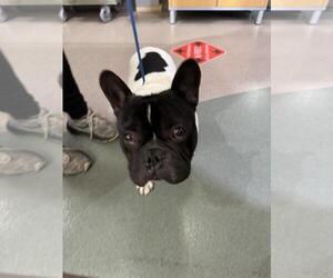 French Bulldog Dogs for adoption in Upland, CA, USA