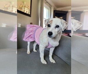 Jack Russell Terrier Dogs for adoption in Arlington, VA, USA