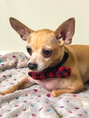 Chihuahua Dogs for adoption in Parker Ford, PA, USA