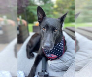 Mutt Dogs for adoption in Stevens Point, WI, USA