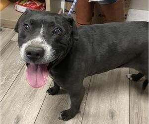 American Pit Bull Terrier Dogs for adoption in Redlands, CA, USA