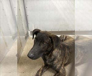 Labrador Retriever-Unknown Mix Dogs for adoption in San Bernardino, CA, USA
