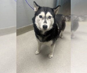 Siberian Husky-Unknown Mix Dogs for adoption in Las Vegas, NV, USA
