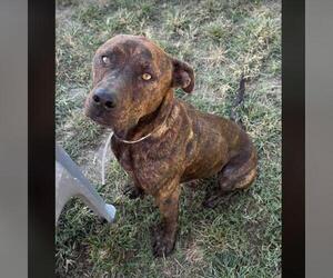 American Pit Bull Terrier-Unknown Mix Dogs for adoption in Conroe, TX, USA