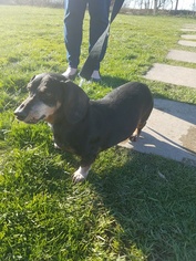 Dachshund Dogs for adoption in Harrisburg, PA, USA