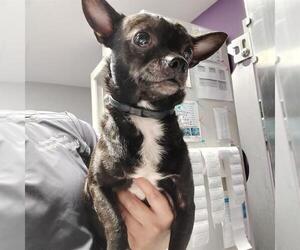 Chihuahua-Unknown Mix Dogs for adoption in Tallahassee, FL, USA