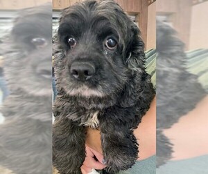 Cocker Spaniel Dogs for adoption in Sioux Falls, SD, USA