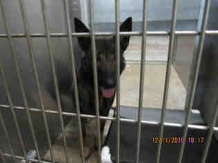 German Shepherd Dog Dogs for adoption in Norco, CA, USA