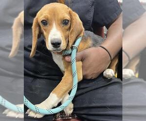 Beagle Dogs for adoption in Forestville, MD, USA