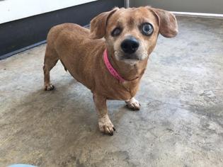 Dachshund Dogs for adoption in Lake Forest, CA, USA