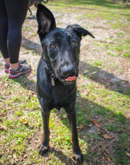 German Shepherd Dog Dogs for adoption in Jupiter, FL, USA