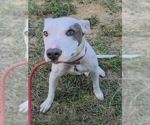 Bull Terrier Dogs for adoption in Fort Lauderdale, FL, USA