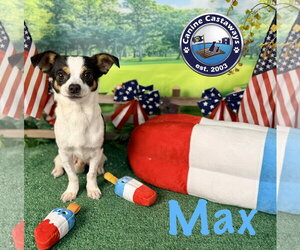 Chihuahua Dogs for adoption in Arcadia, FL, USA