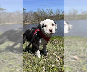 Borador Dogs for adoption in Tarrytown, GA, USA
