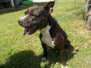 Small Staffordshire Bull Terrier